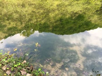 Reflection of trees in water