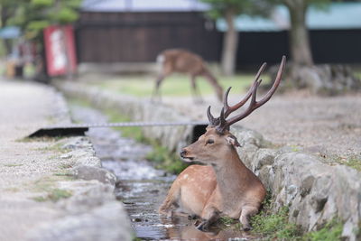 Deer in canal at zoo