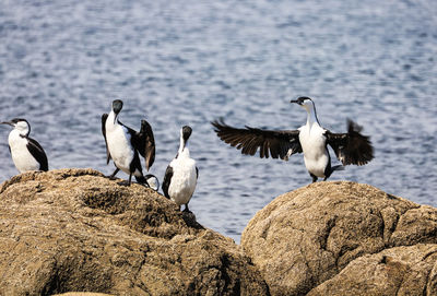 Flock of seagulls perching on rock