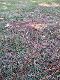 High angle view of bird on field