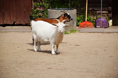 Goat standing in a horse