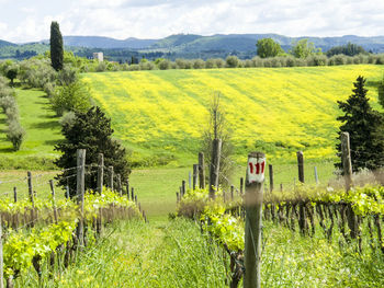 Scenic view of vineyard