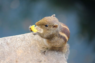 Close-up of squirrel on rock