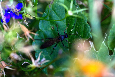 Close-up of insect on leaf
