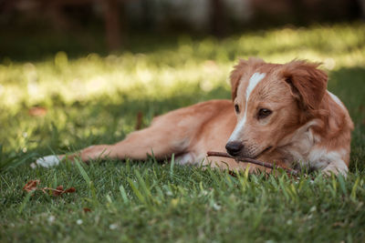 Dog relaxing on field