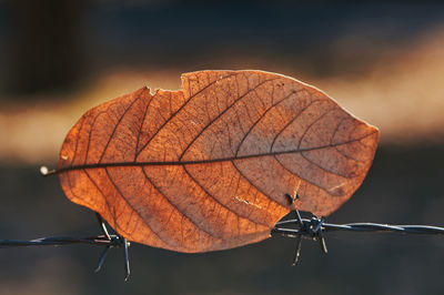 Dry leaf on the barbed wire