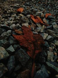 Full frame shot of autumn leaves