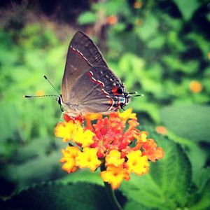 Close-up of butterfly pollinating on leaf