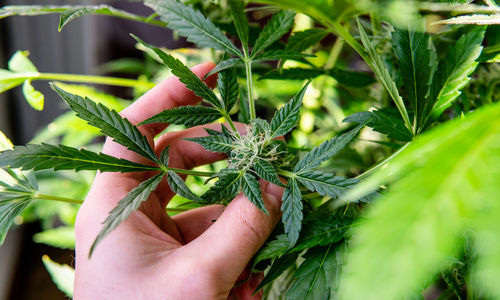 Close-up of hand holding marijuana