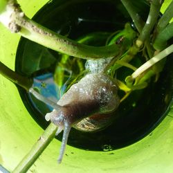 Close-up of turtle in water