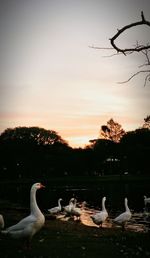 Flock of birds flying over lake