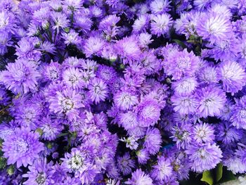 Close-up of purple flowers blooming outdoors