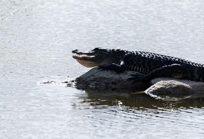 American alligator alligator mississippiensis rests on a rock in a pond in naples, florida