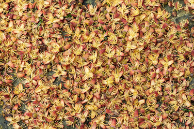 Full frame shot of flowering plants during autumn