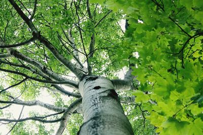 Low angle view of trees