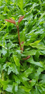 Close-up of insect on plant