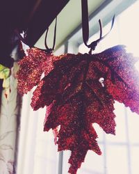 Low angle view of red plant