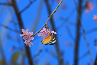 Close-up of butterfly pollinating on flower