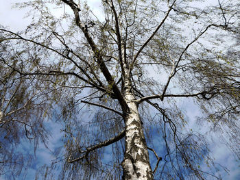 Low angle view of trees against sky