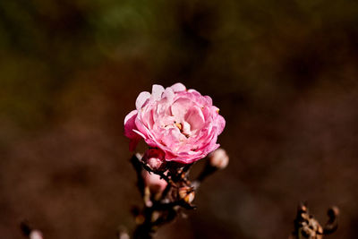 Rose hip flower or wild rose growing next to roads and parks