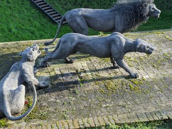 High angle view of animal sculpture