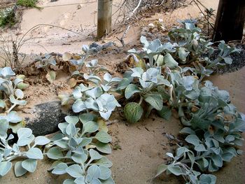 Close-up of plants