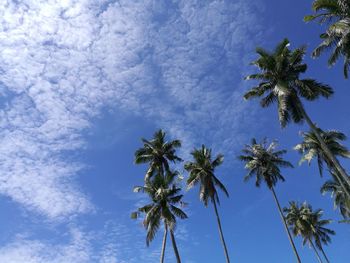 Low angle view of palm tree against blue sky