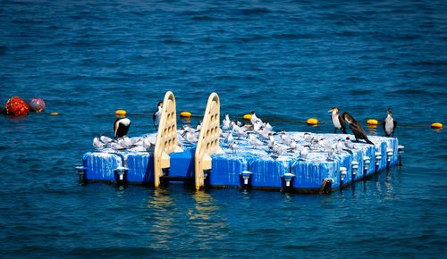 Marine birds