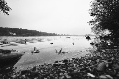 Birds swimming in lake against sky