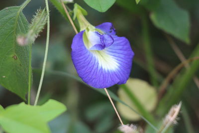 Close-up of purple flowering plant