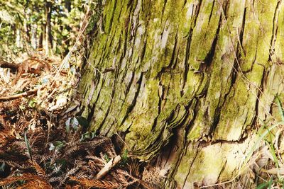 Full frame shot of tree