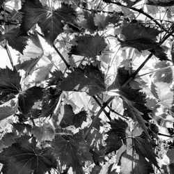 Close-up of maple leaves on plant