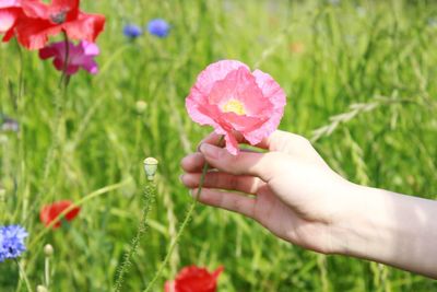 Close-up of hand holding flower