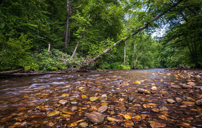 Surface level of stream flowing in forest