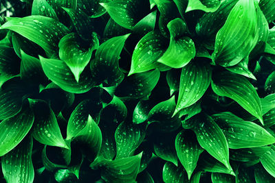 Full frame shot of wet plants