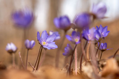 Close-up of purple crocus flowers