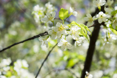 Close-up of white cherry blossoms in spring