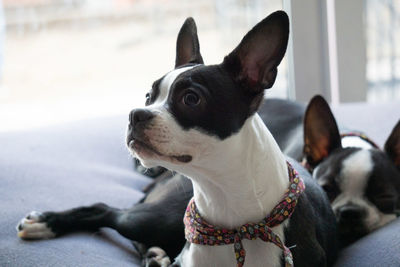Close-up of a dog looking away
