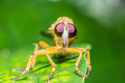 Close-up of robber fly on leaf