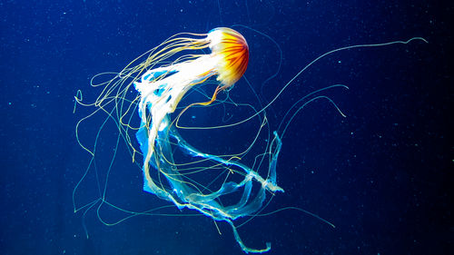 Jellyfish swimming in sea