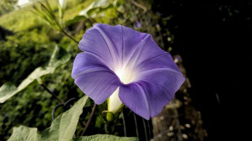 Close-up of purple flower blooming outdoors