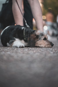 Low section of woman with dog on footpath 