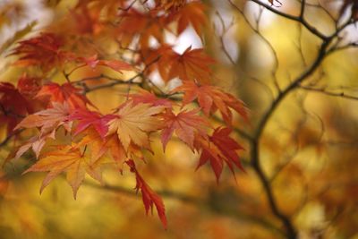 Close-up of maple leaves on tree during autumn