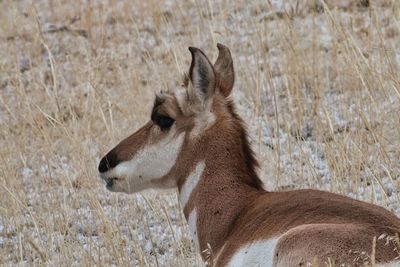 Pronghorn antelope in yellowstone national park