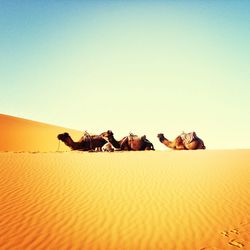 Scenic view of desert against clear sky