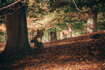 Deer in a forest
