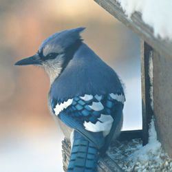 Close-up of bird perching on snow