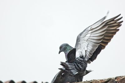 Low angle view of pigeon flying