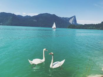 Swans in sea against mountain range