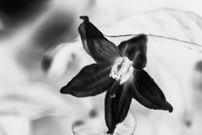 Close-up of flower against blurred background